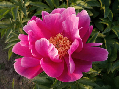 芍藥提取物 高濃縮萃取與精細粉末應用優(yōu)勢